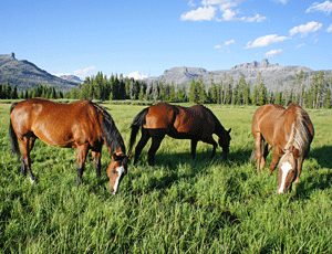 Three horses on backcountry pasture.